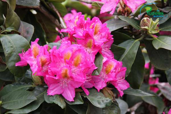 Rhododendron Sonare
